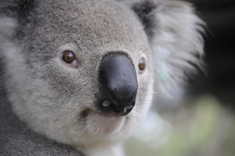 Australia